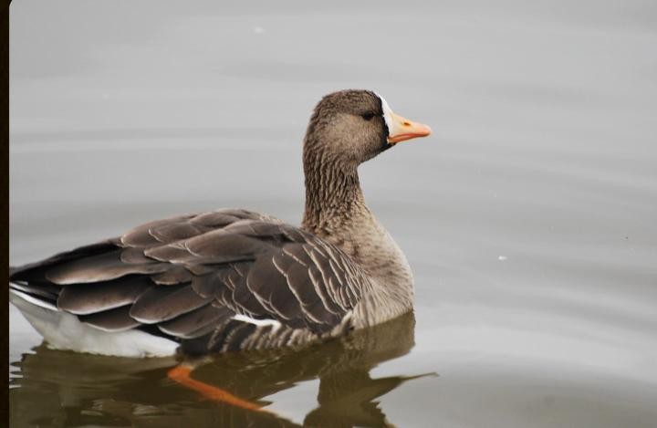 Greater White-fronted Goose - ML615428300
