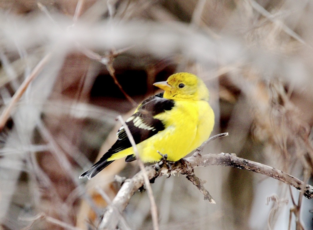 Western Tanager - ML615428475