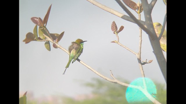 Asian Green Bee-eater - ML615428482