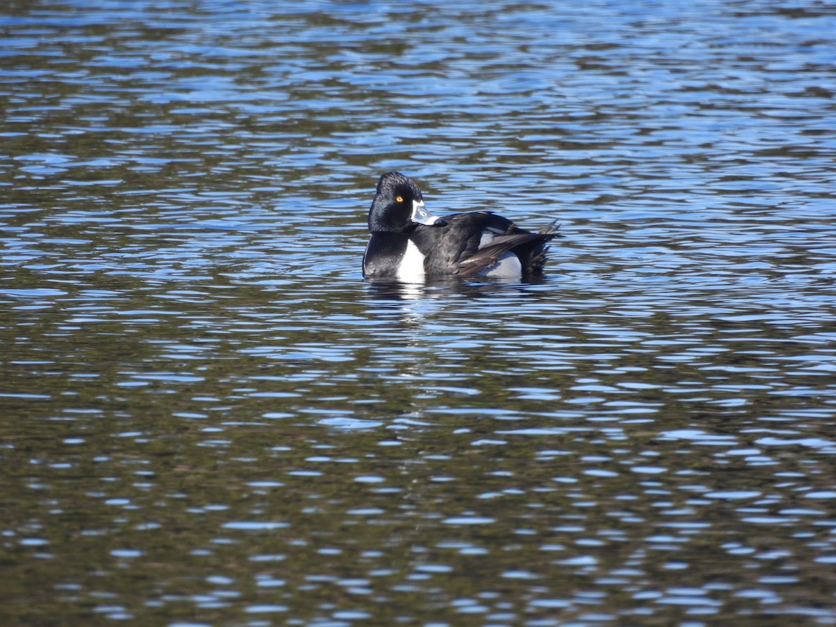 Ring-necked Duck - ML615428691
