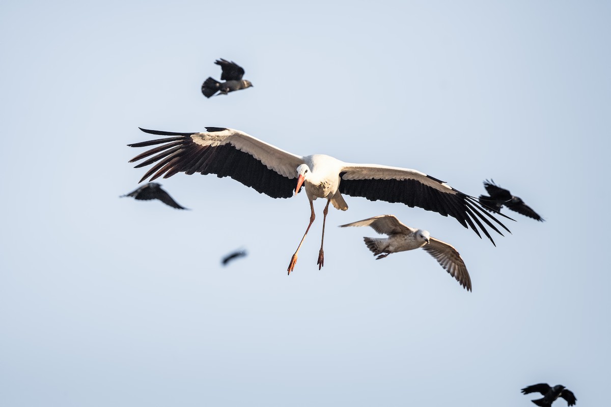 White Stork - Alper Tüydeş