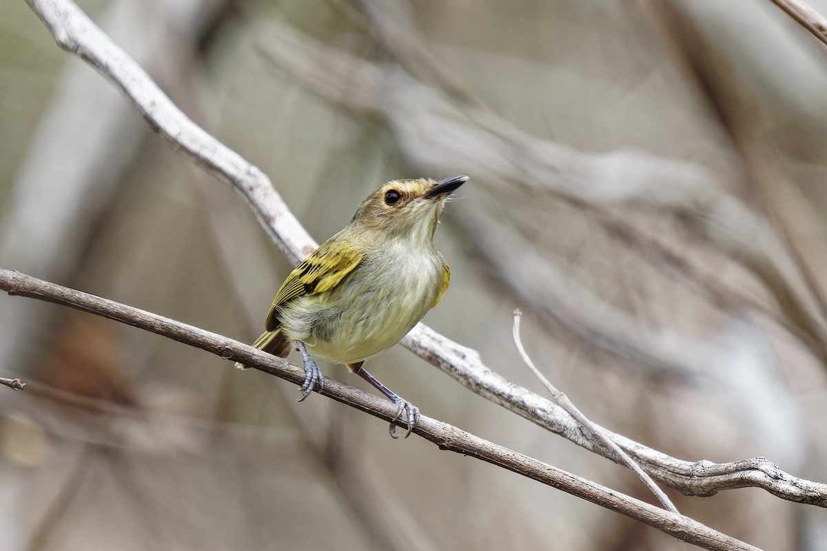 Rusty-fronted Tody-Flycatcher - ML615428815
