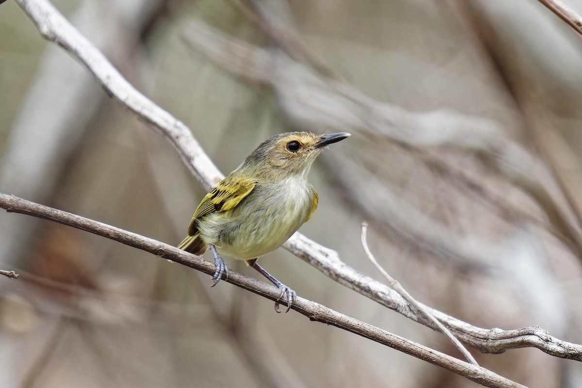 Rusty-fronted Tody-Flycatcher - ML615428816