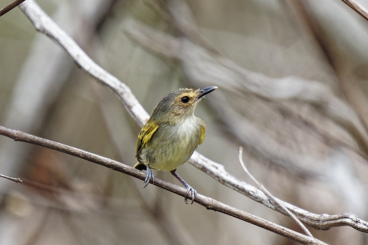 Rusty-fronted Tody-Flycatcher - ML615428823