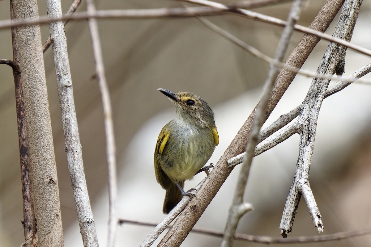 Rusty-fronted Tody-Flycatcher - ML615428824