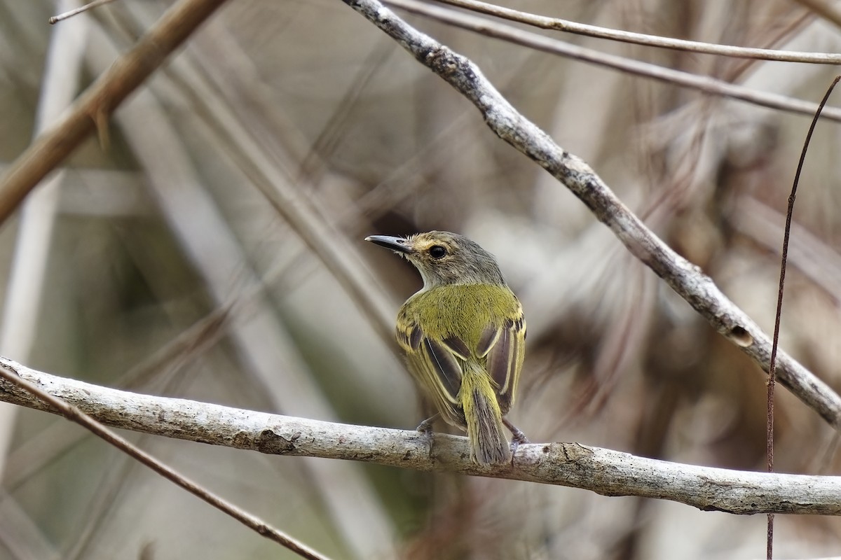 Rusty-fronted Tody-Flycatcher - ML615428829