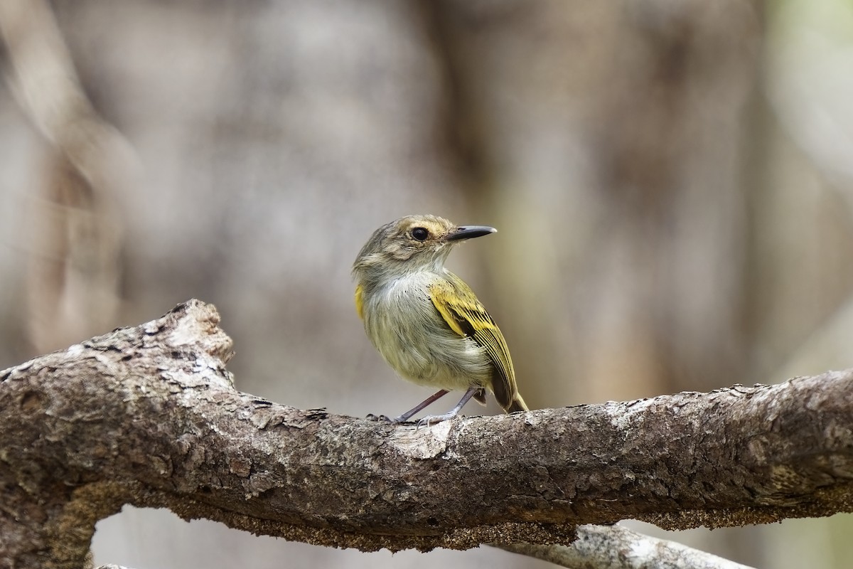 Rusty-fronted Tody-Flycatcher - ML615428830