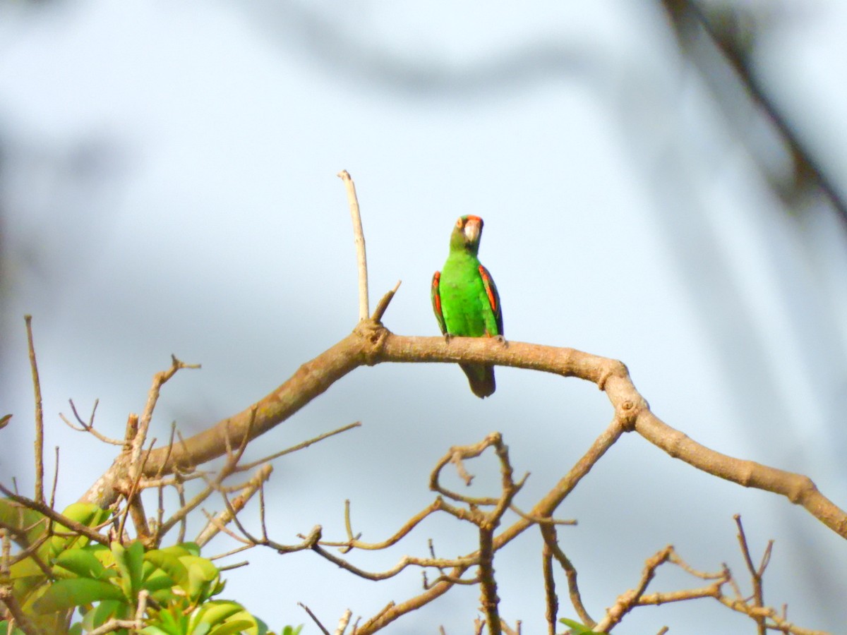 Red-fronted Parrot - ML615428928