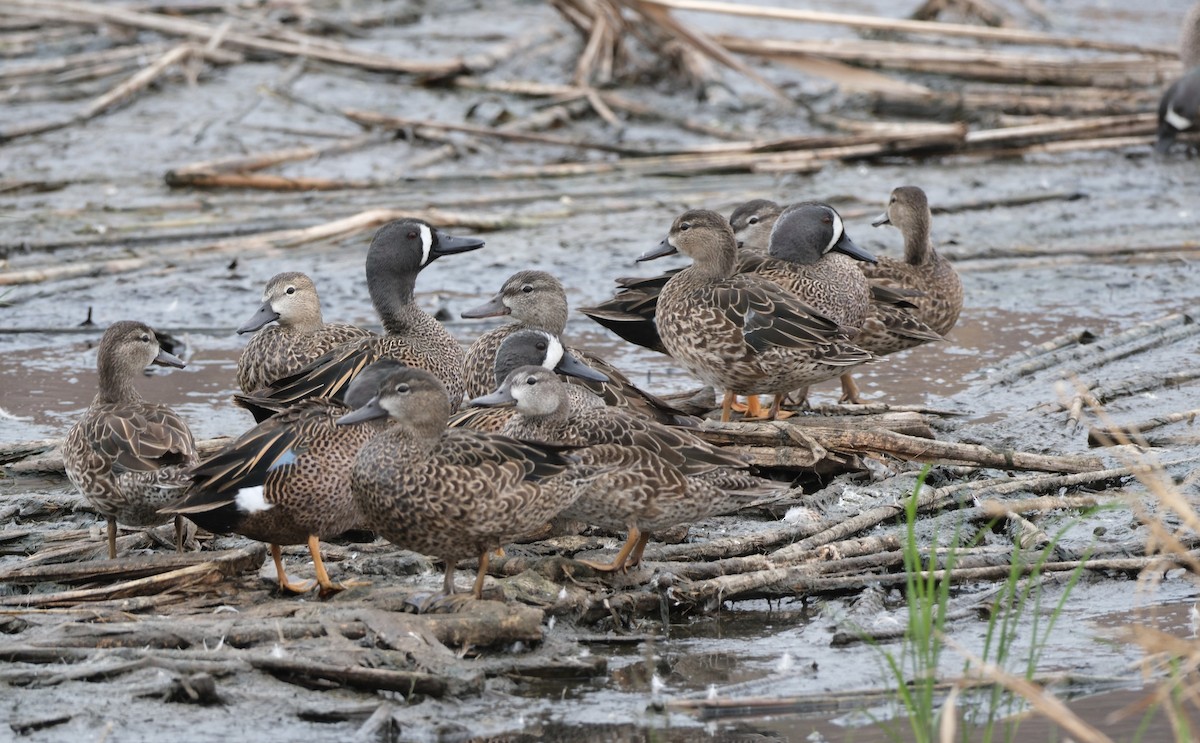 Blue-winged Teal - ML615429359