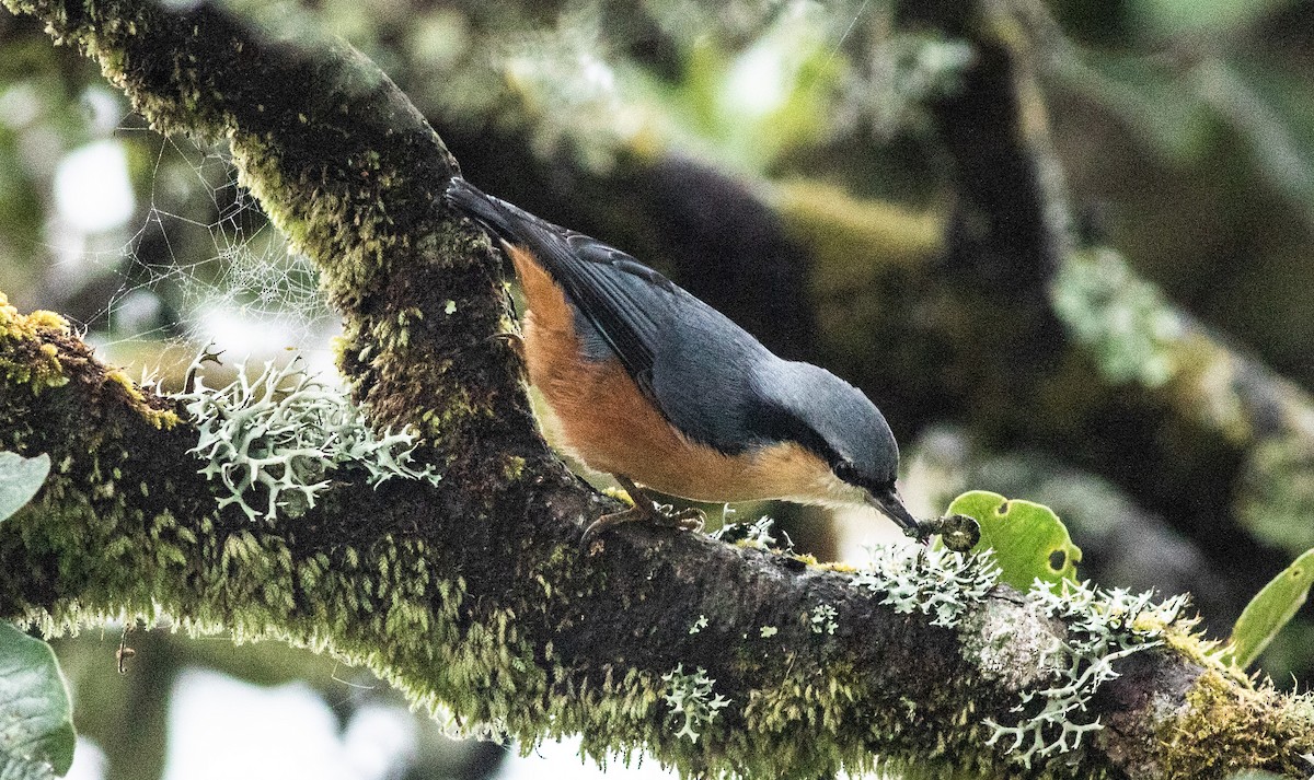 White-tailed Nuthatch - ML615429943