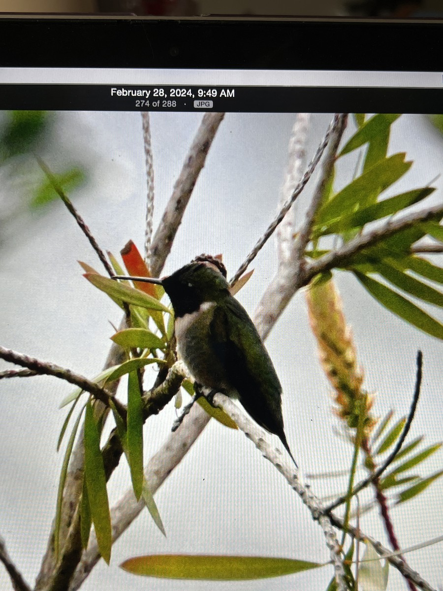 eBird Checklist - 28 Feb 2024 - Pvt residence/Shiny Cowbird - 28 species