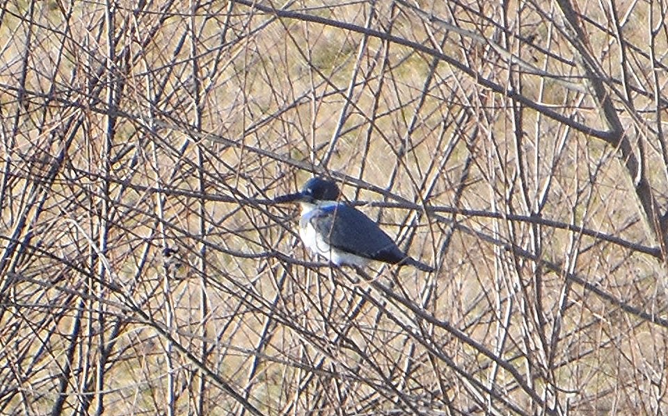 Belted Kingfisher - ML615429989
