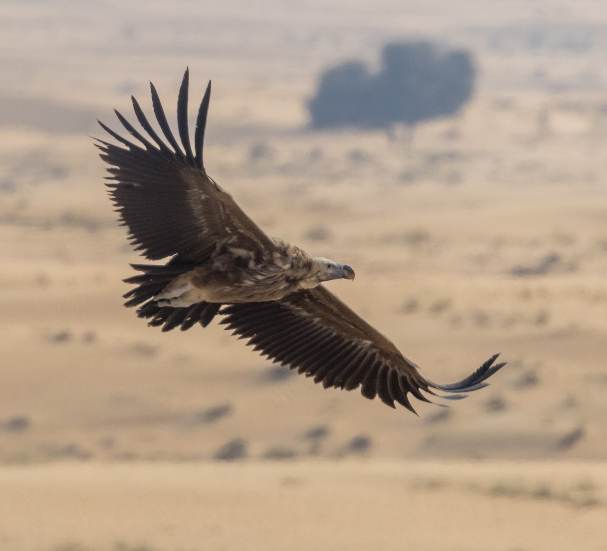 Lappet-faced Vulture - ML615430015