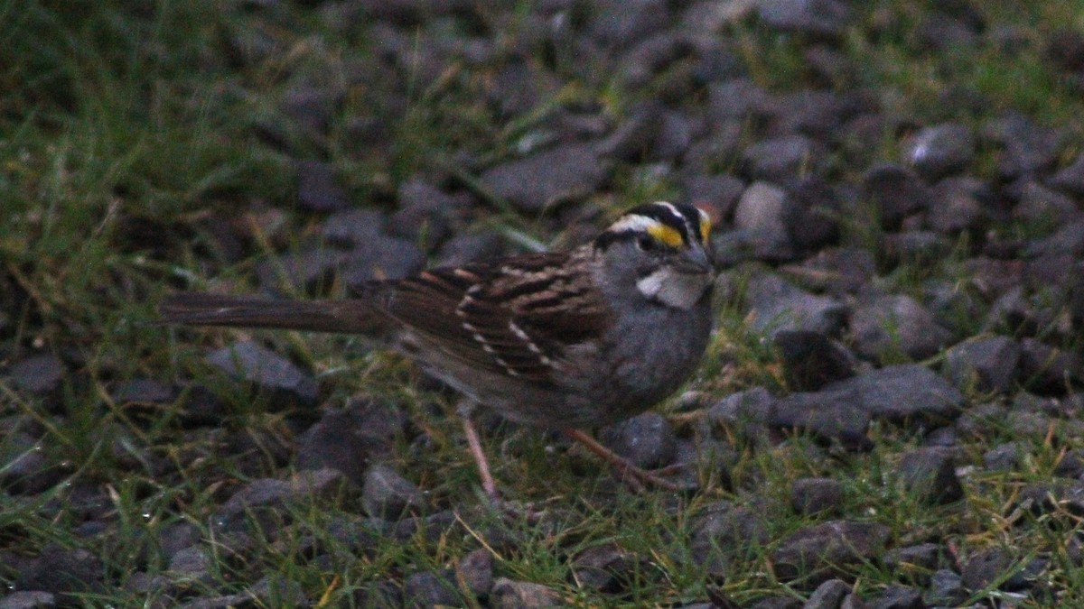 White-throated Sparrow - ML615430214