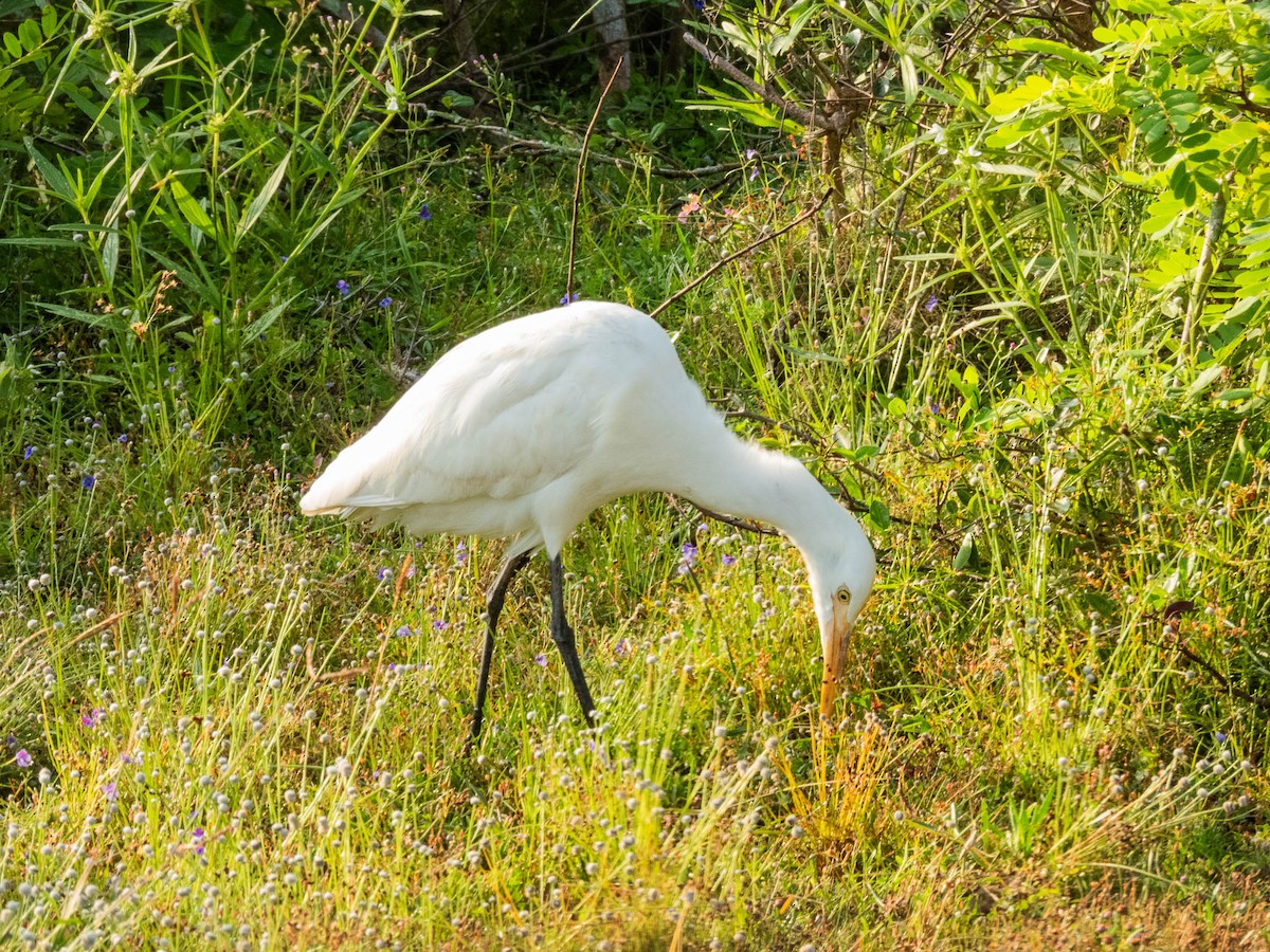 Eastern Cattle Egret - Deepa Wimalasena