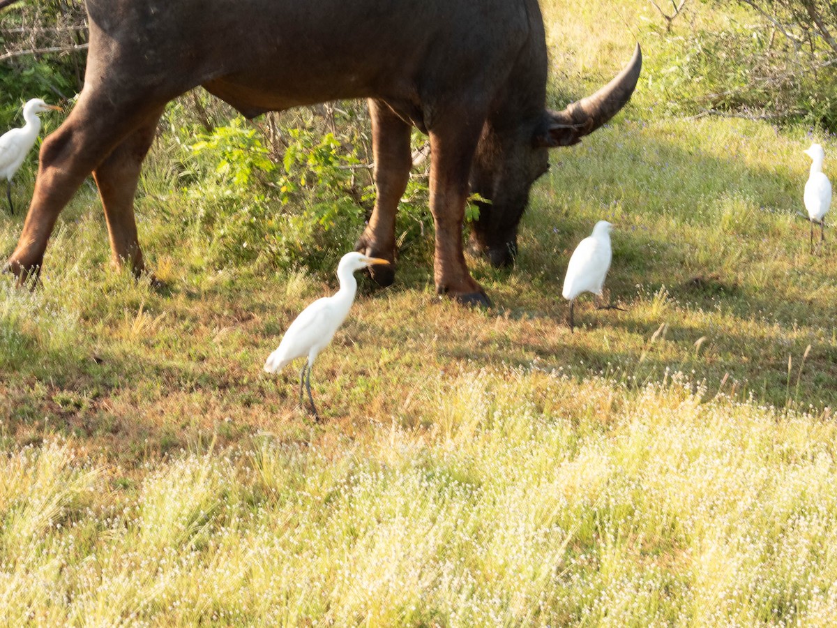 Eastern Cattle Egret - Deepa Wimalasena