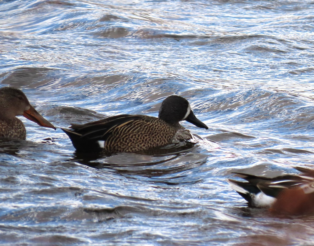 eBird Checklist 26 Feb 2024 Bosque del Apache NWR 43 species (+1