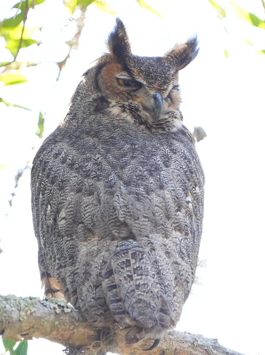 Great Horned Owl - ML615430284