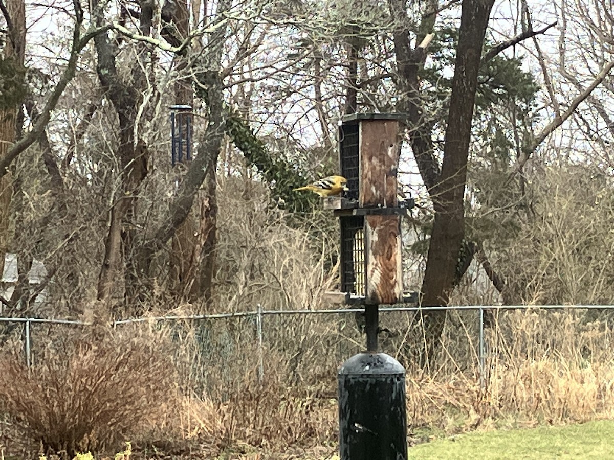 EBird Checklist 28 Feb 2024 Jamesport New York 1 Species   1200