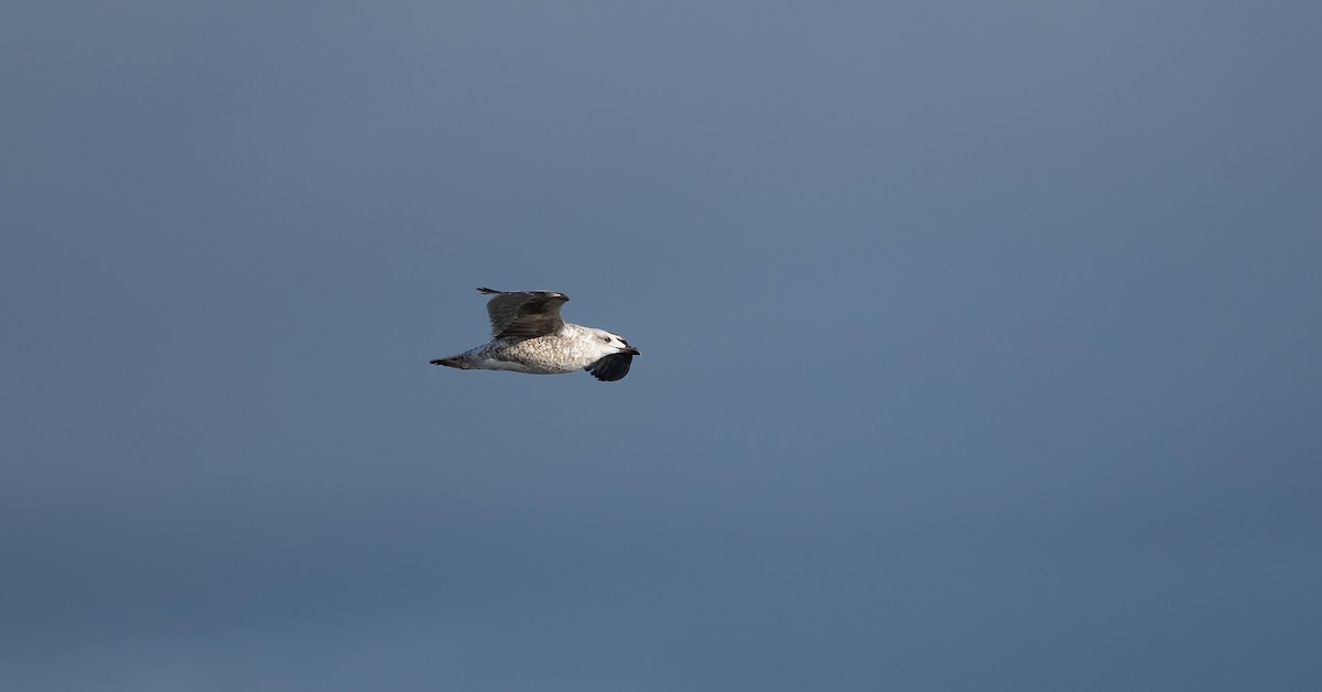 Herring Gull (European) - ML615430339