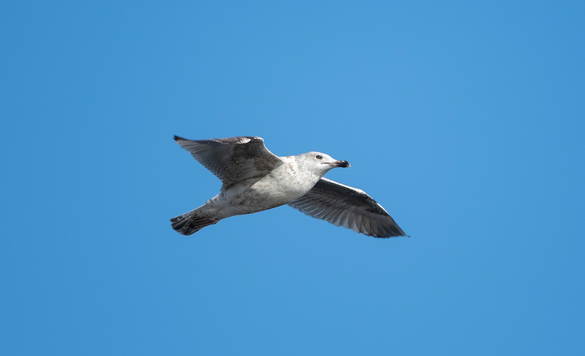 Herring Gull (European) - ML615430385