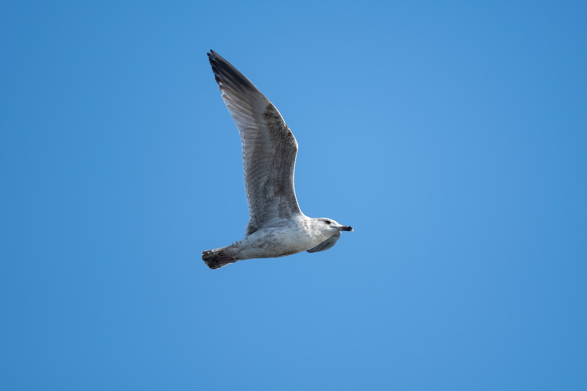 Herring Gull (European) - ML615430389