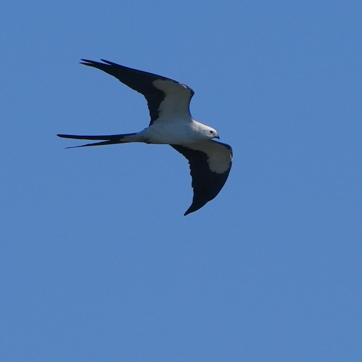 Swallow-tailed Kite - ML615430437