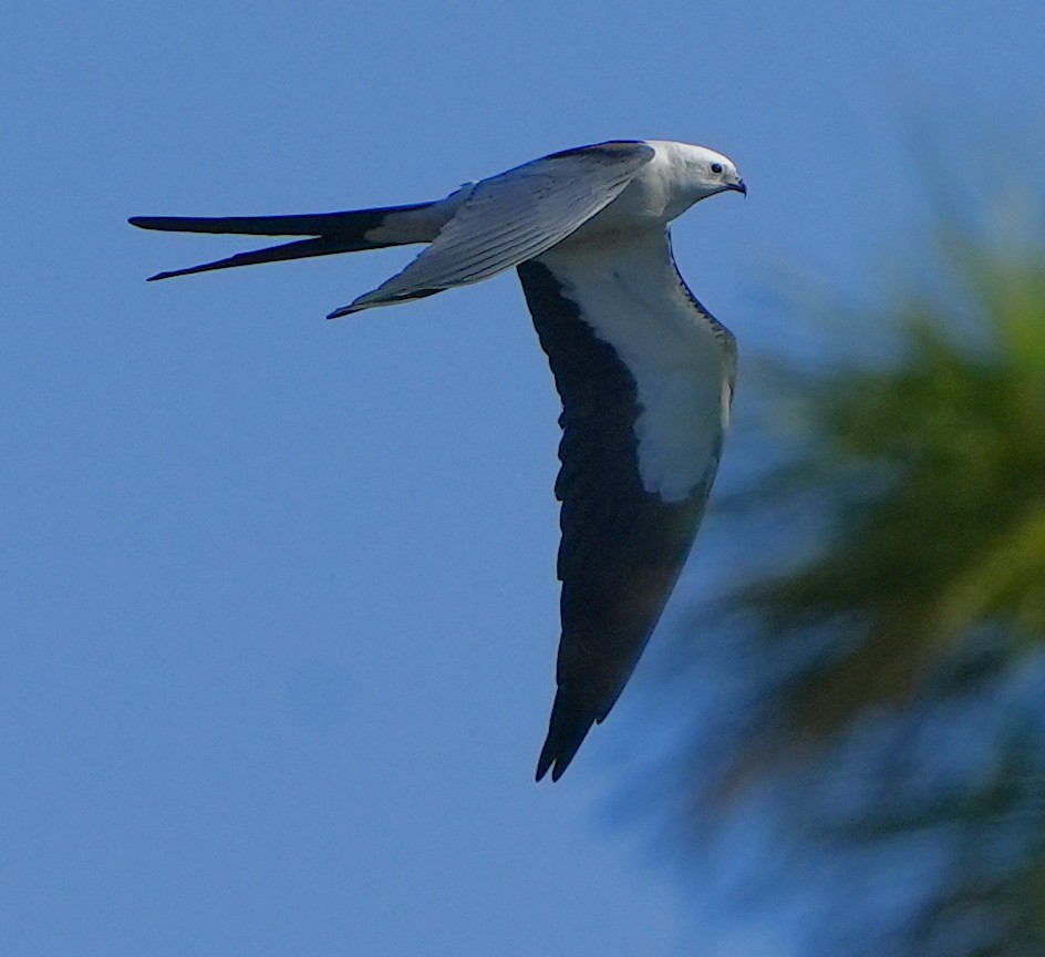 Swallow-tailed Kite - ML615430445