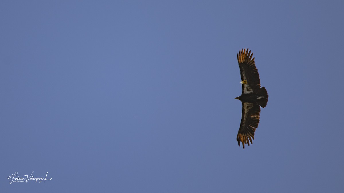 California Condor - ML615430586