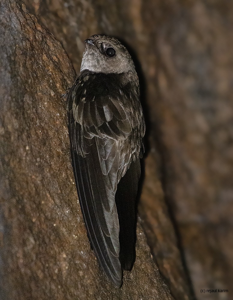 Indian Swiftlet - ML615430660