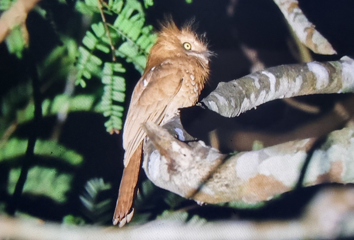Blyth's Frogmouth (Indochinese) - ML615430671