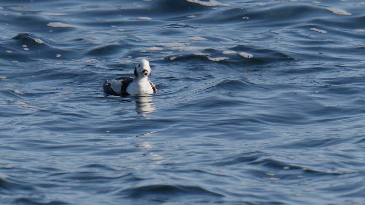 Long-tailed Duck - ML615430686