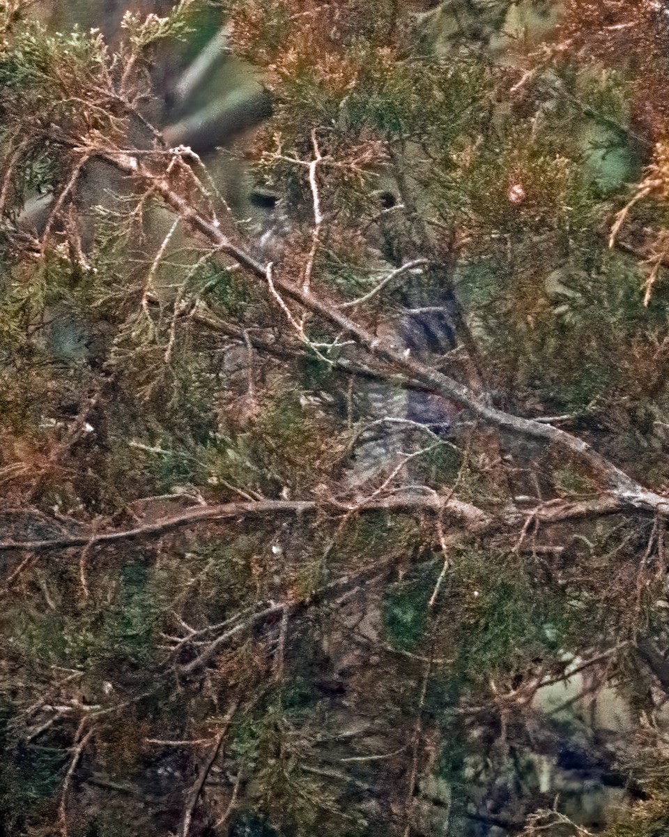Kulaklı Orman Baykuşu (wilsonianus/tuftsi) - ML615430955