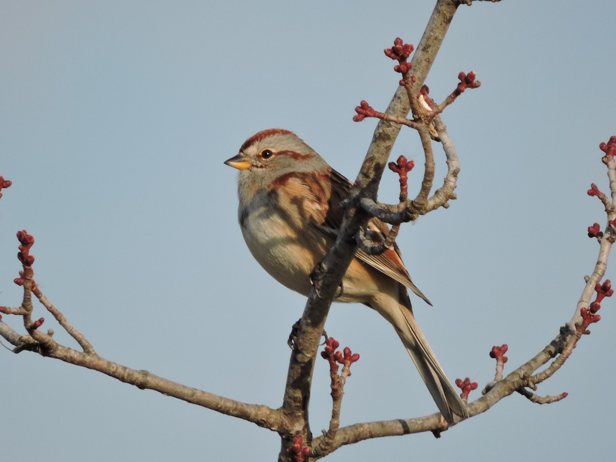 American Tree Sparrow - ML615431000