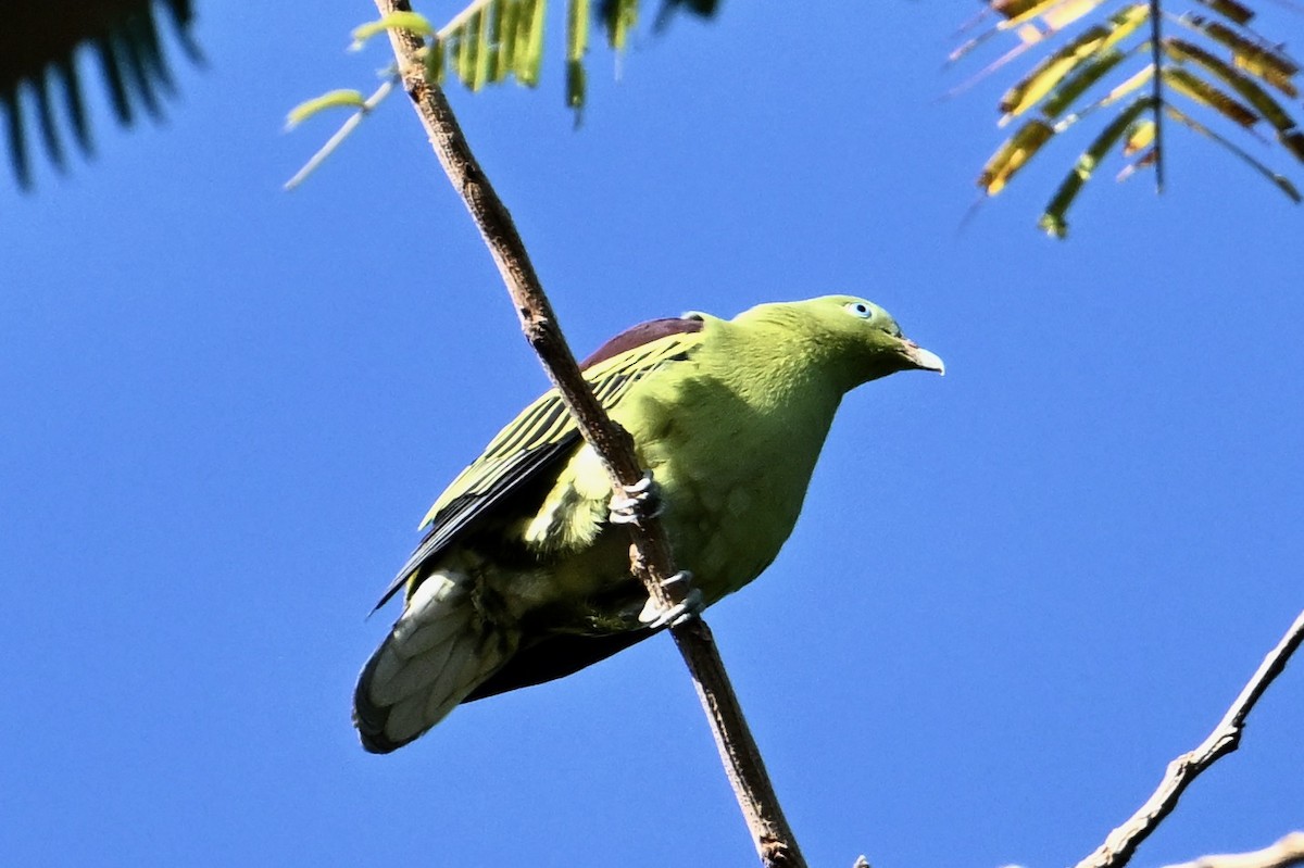 Philippine Green-Pigeon - ML615431120