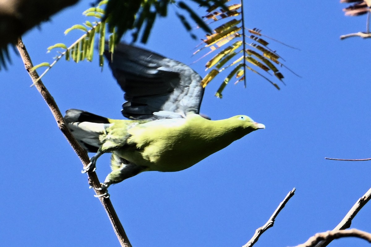 Philippine Green-Pigeon - ML615431121