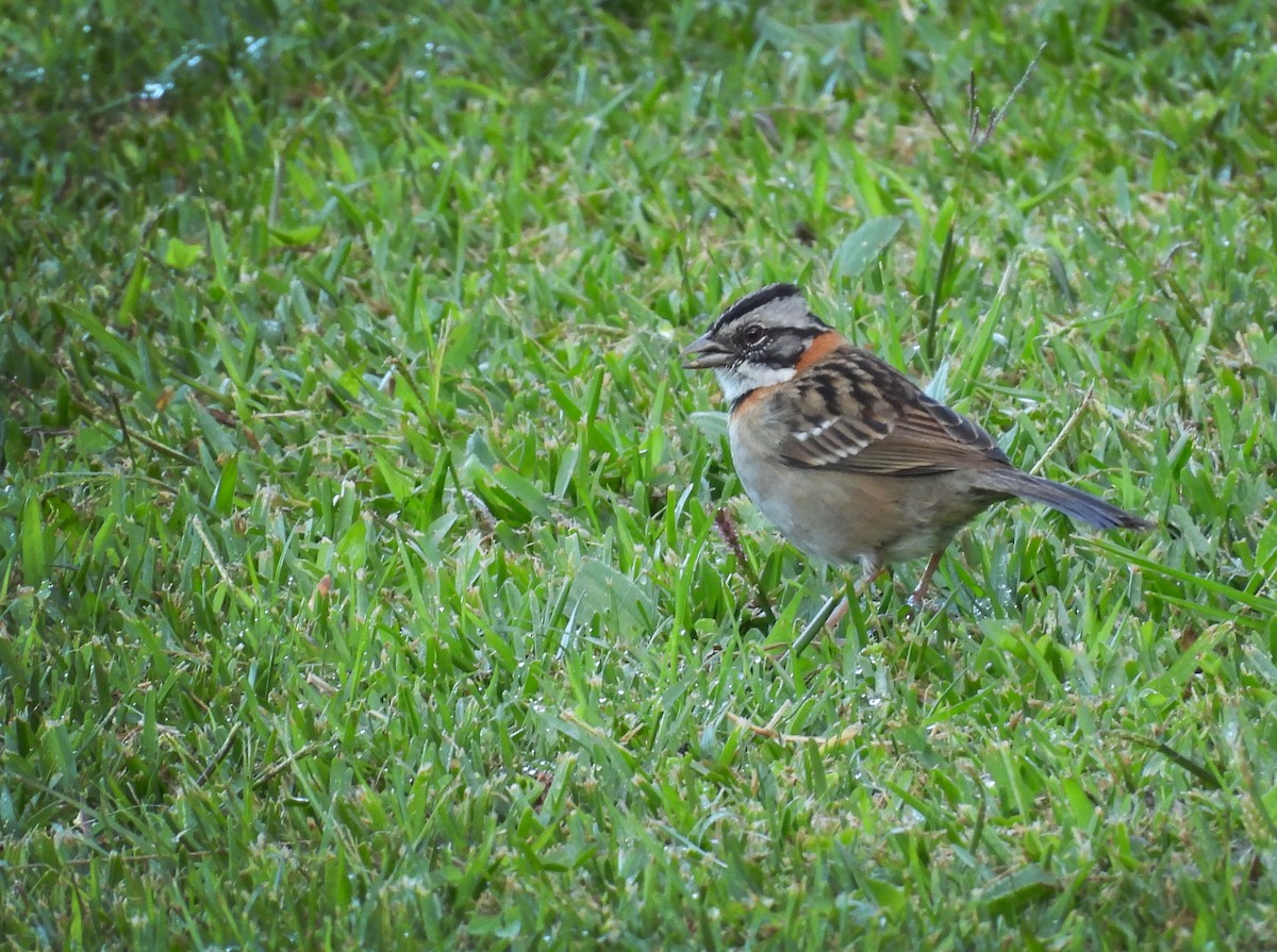 Rufous-collared Sparrow - ML615431157