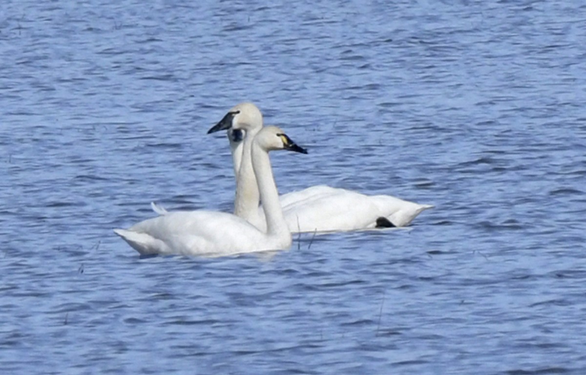 Tundra Swan - Sandy Leaptrott