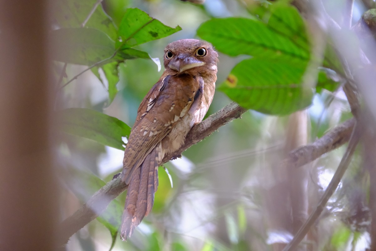 Gould's Frogmouth - ML615431231