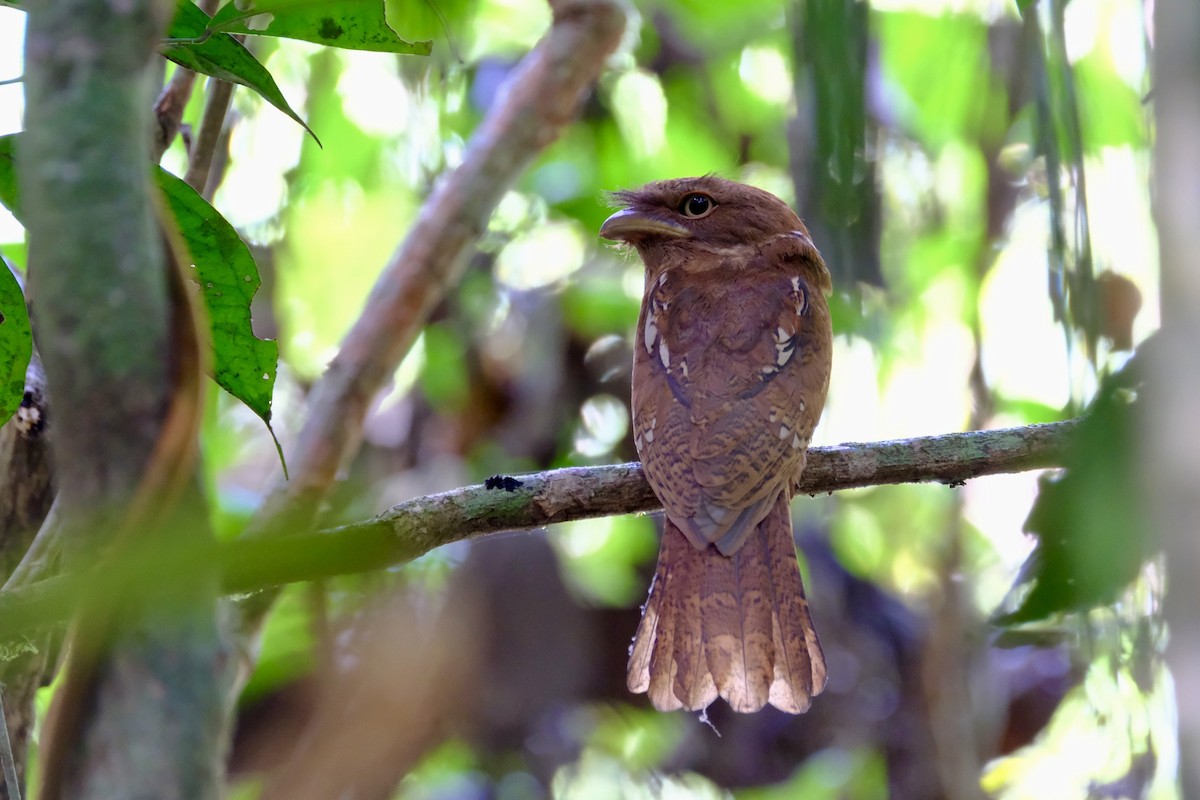 Gould's Frogmouth - ML615431232