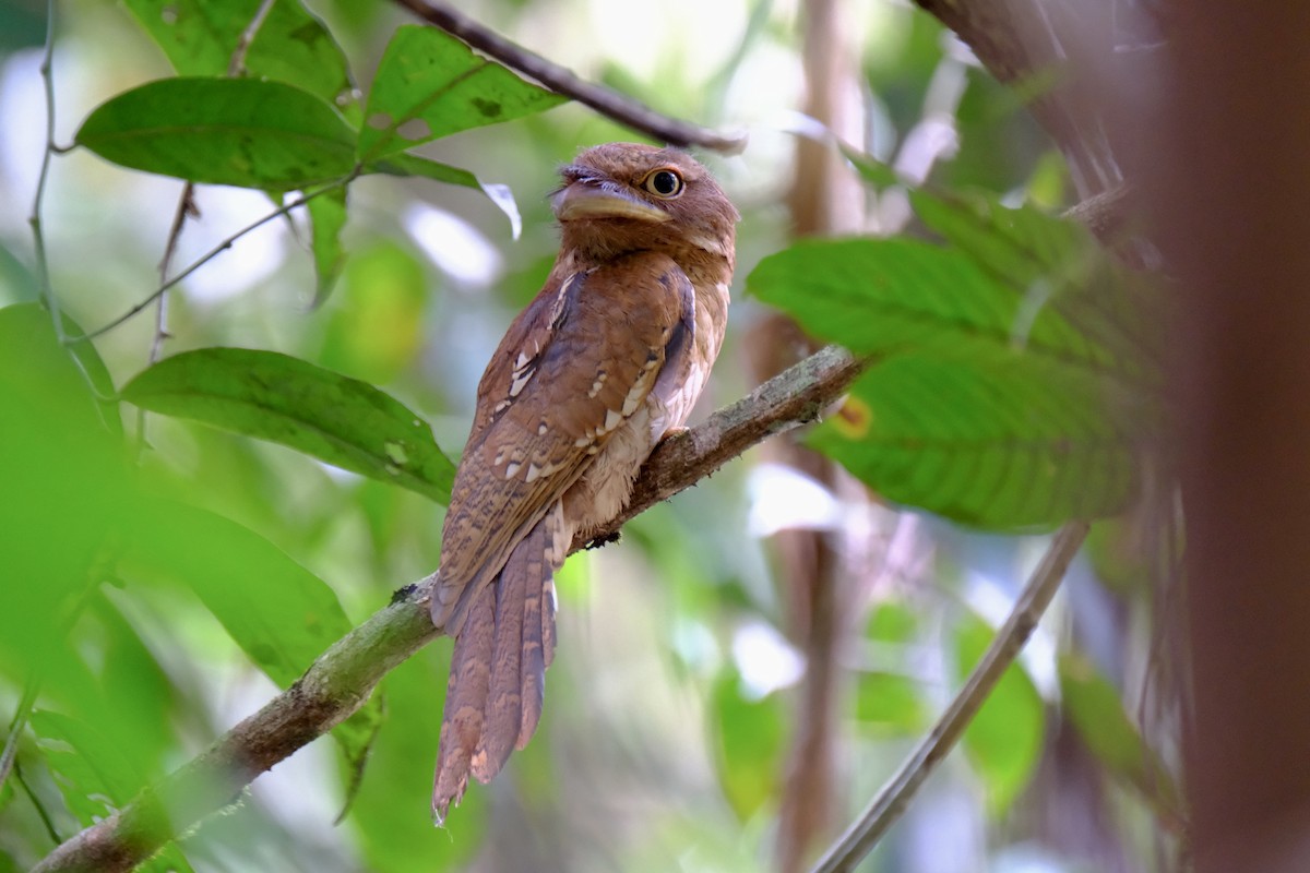 Gould's Frogmouth - ML615431233