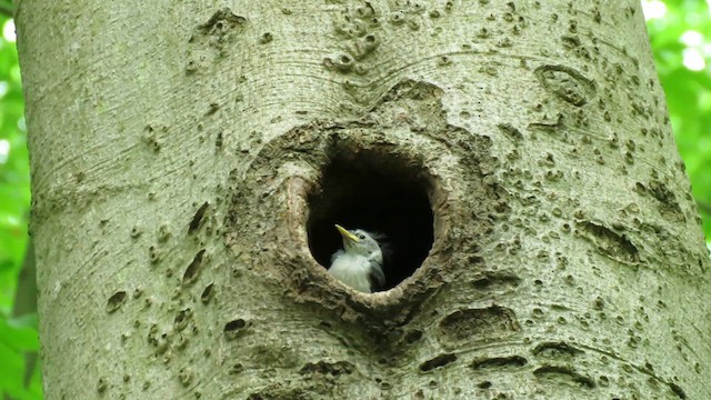 White-breasted Nuthatch (Eastern) - ML615431237