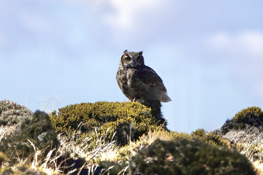 Lesser Horned Owl - ML615431238