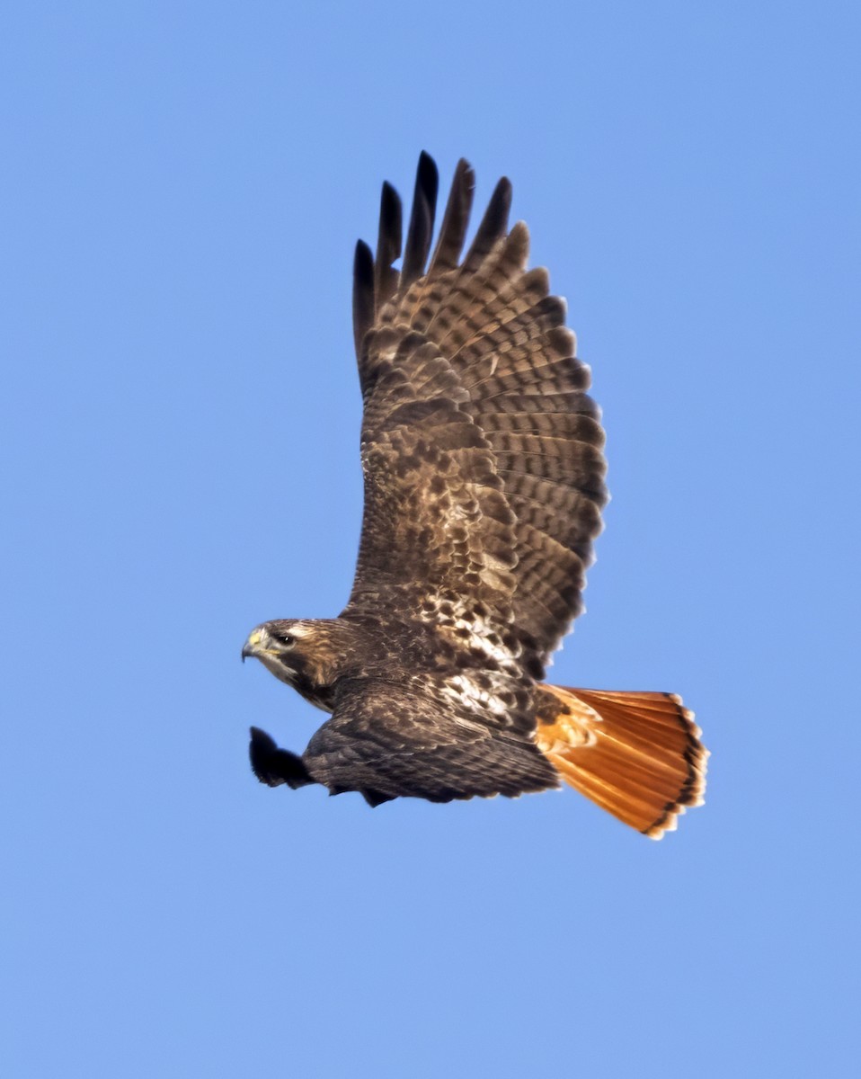 Red-tailed Hawk (borealis) - ML615431242