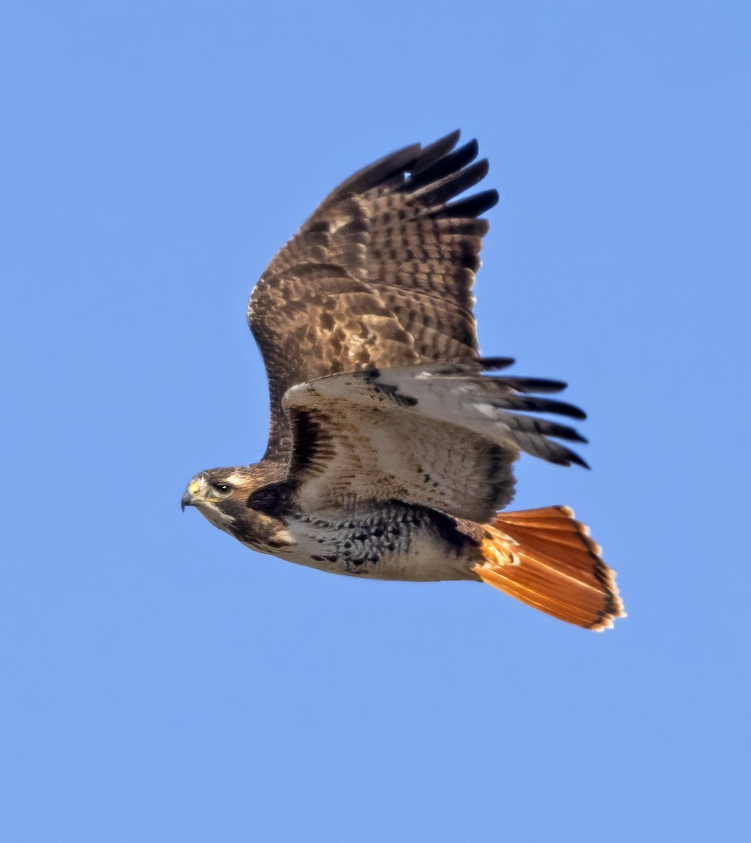 Red-tailed Hawk (borealis) - ML615431243