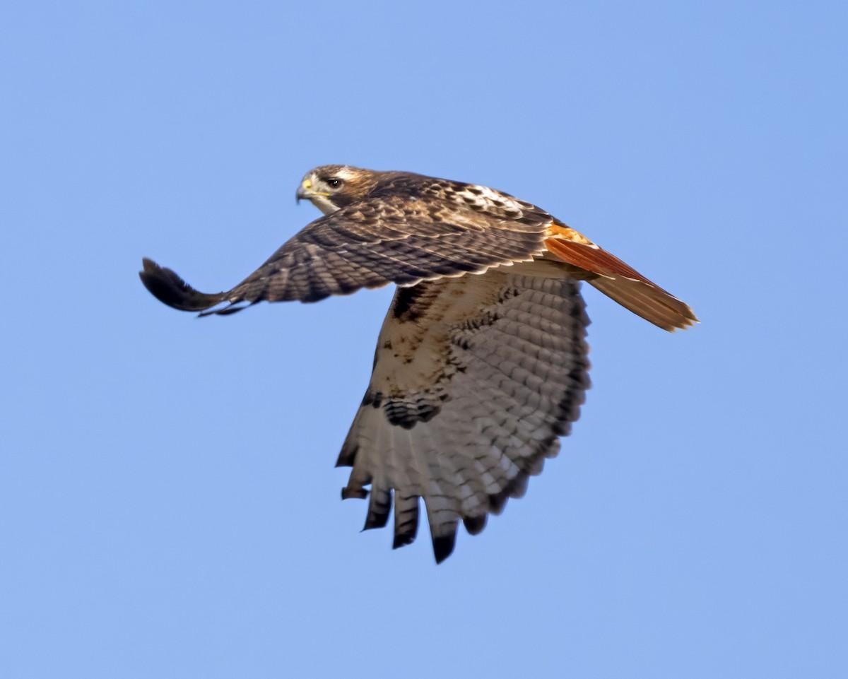 Red-tailed Hawk (borealis) - ML615431244