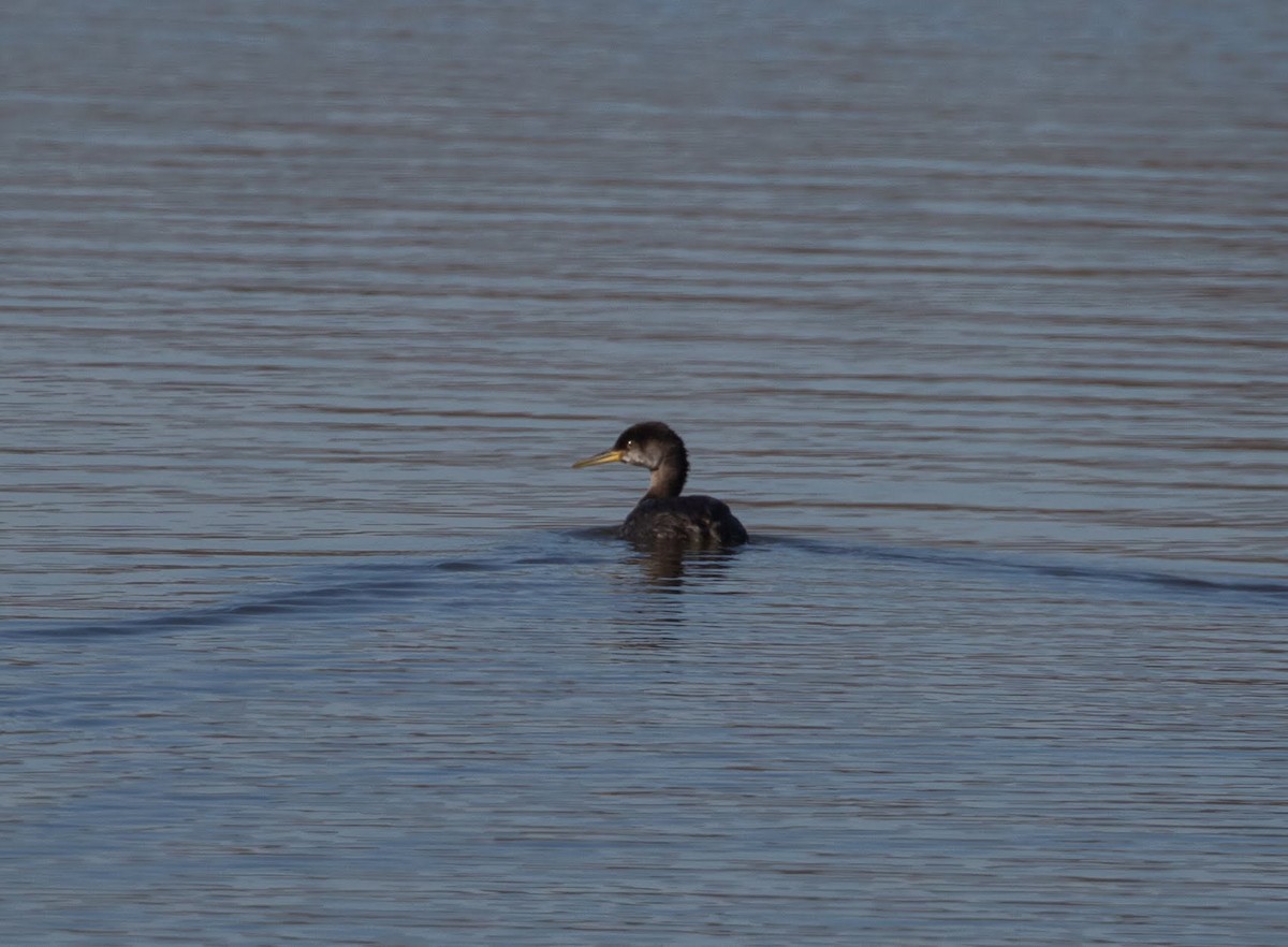 Red-necked Grebe - ML615431281