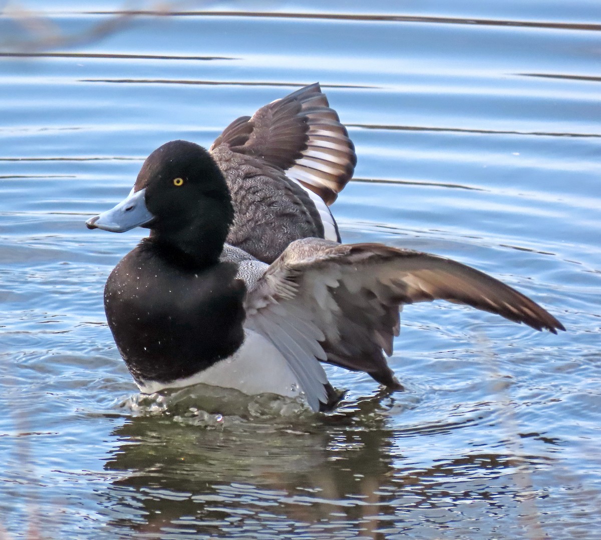 Greater Scaup - ML615431305