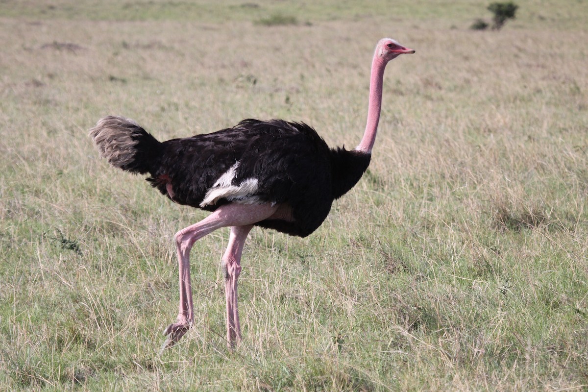 Common Ostrich - Rüdiger Reitz