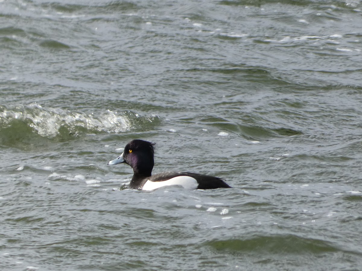 Tufted Duck - ML615431331
